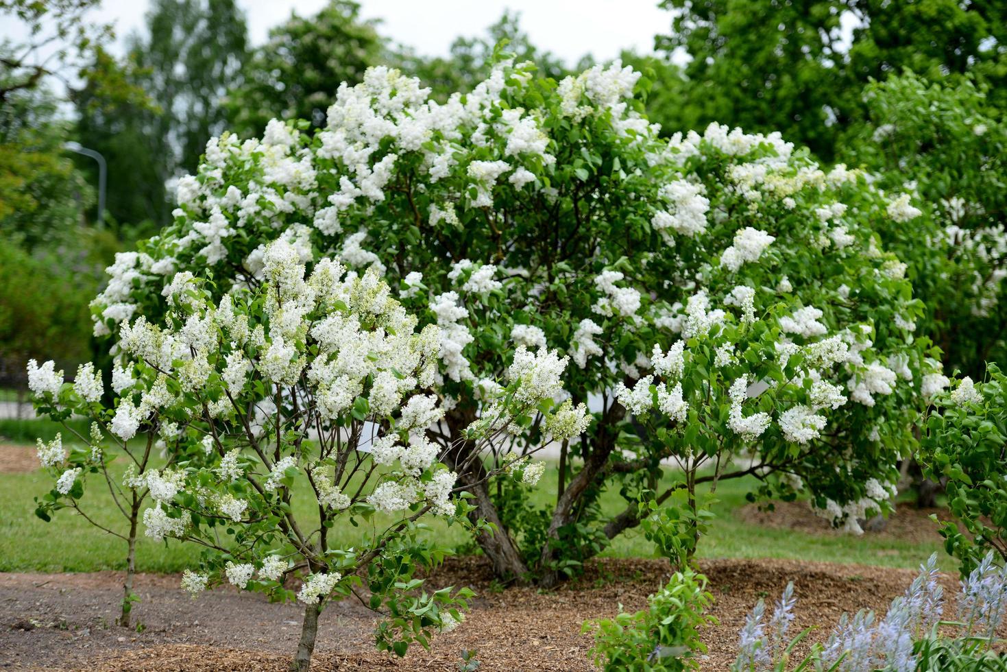 vita blommor i trädgården foto