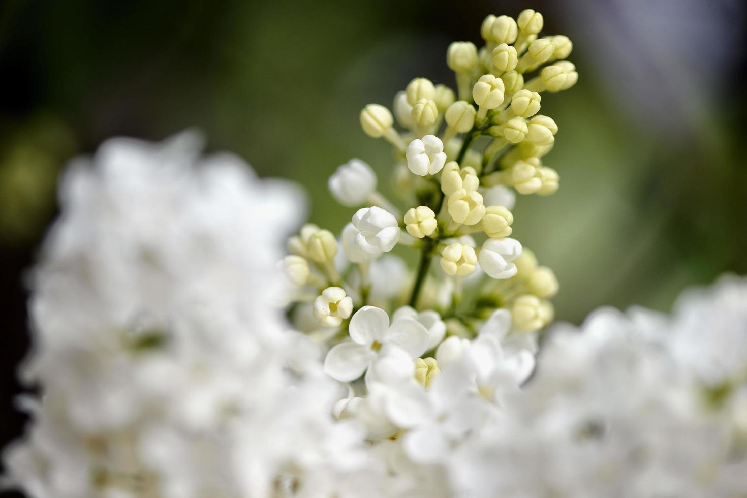 vita blommor i trädgården foto