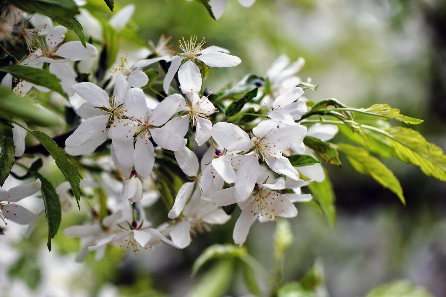 vackra vita blommor i trädgården foto