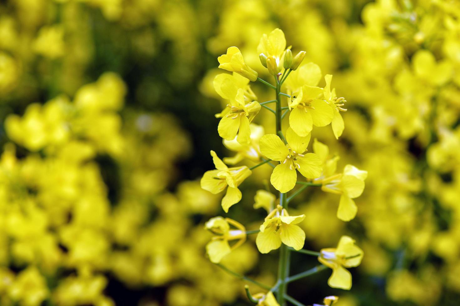 vackra gula blommor, blommande rapsfält foto