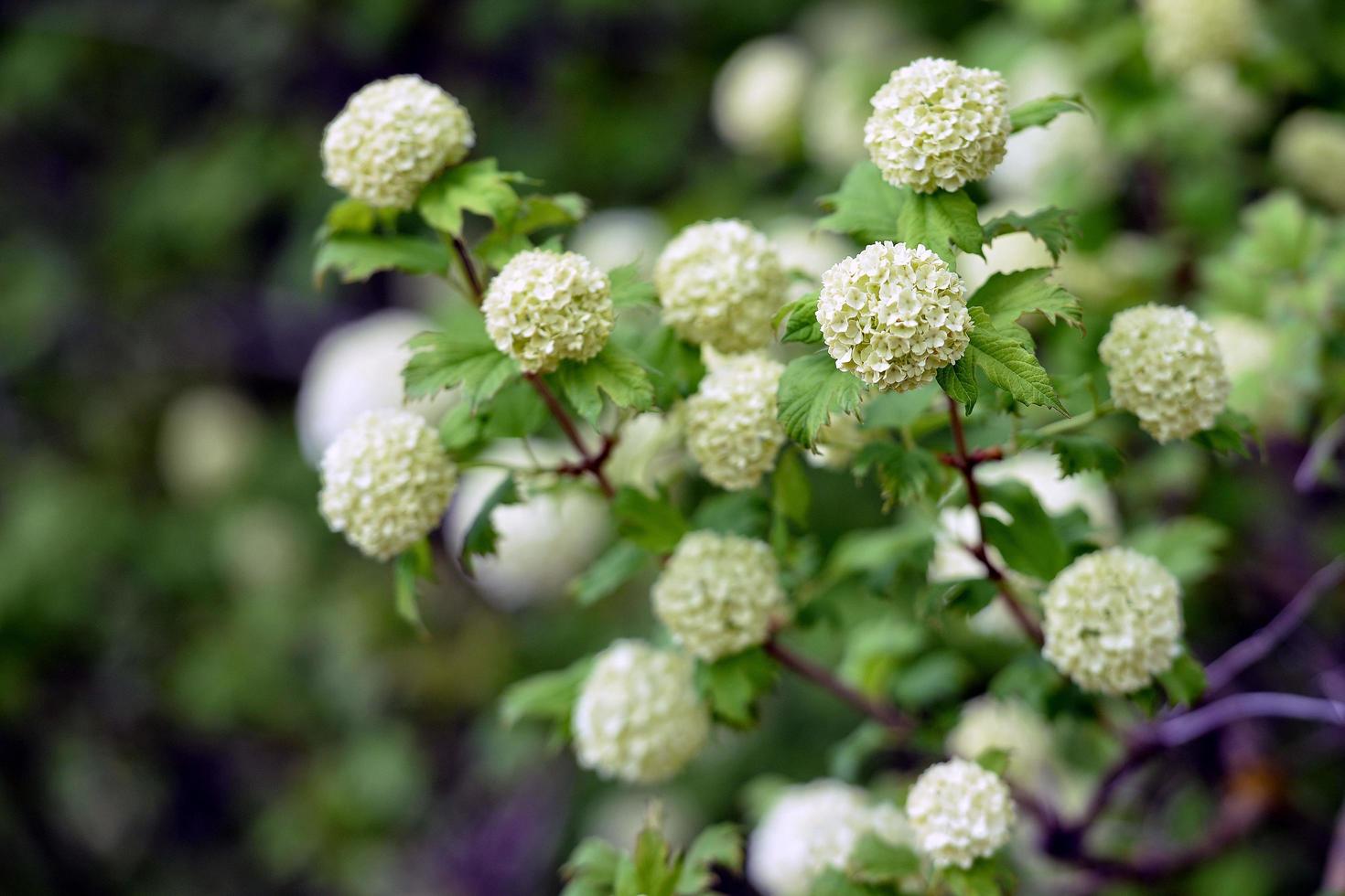 dekorativa buskar med vita blommor foto