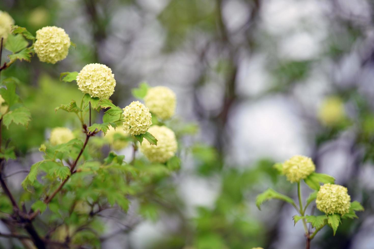 dekorativa buskar med blommor foto