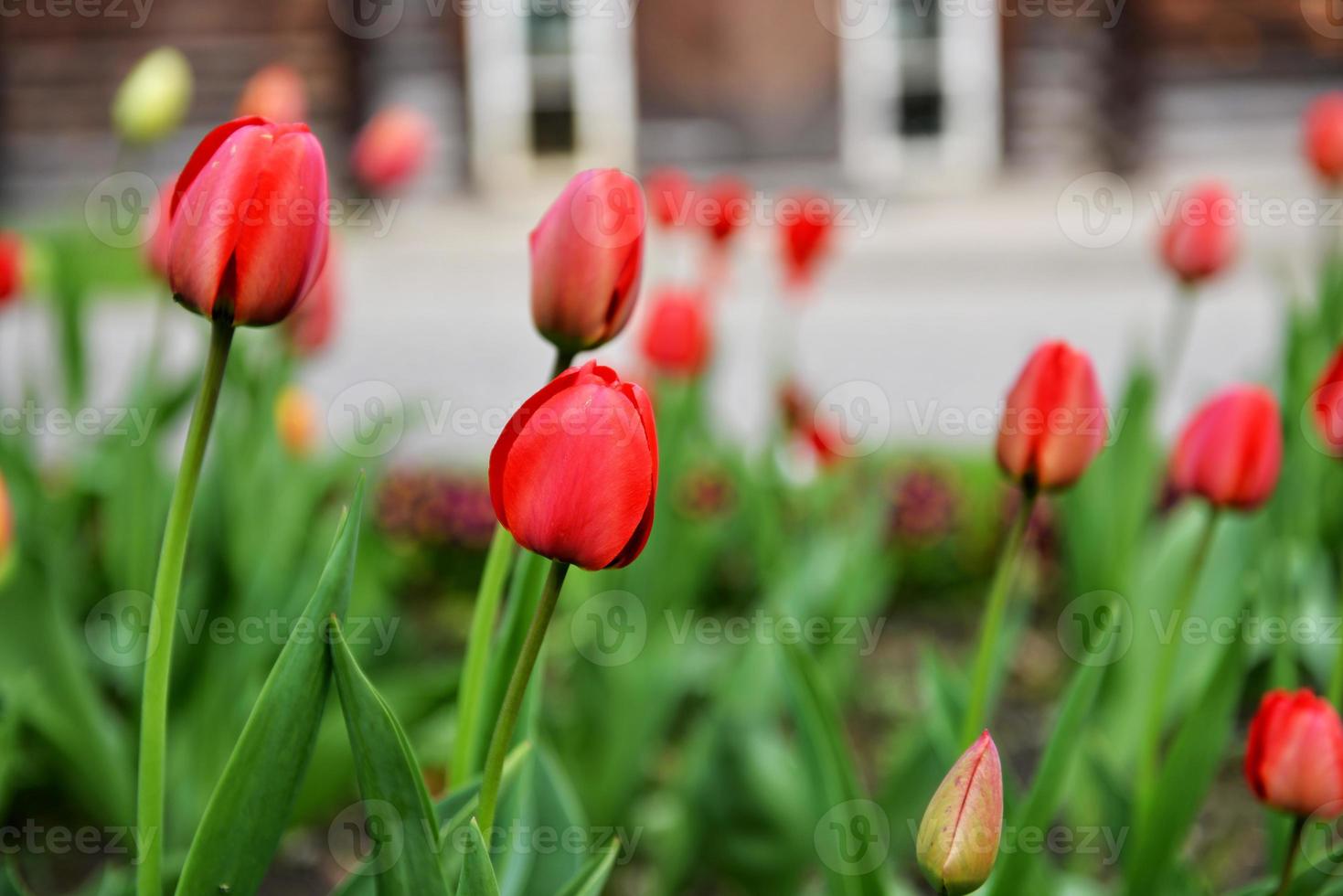 tulpaner blommar i en trädgård foto