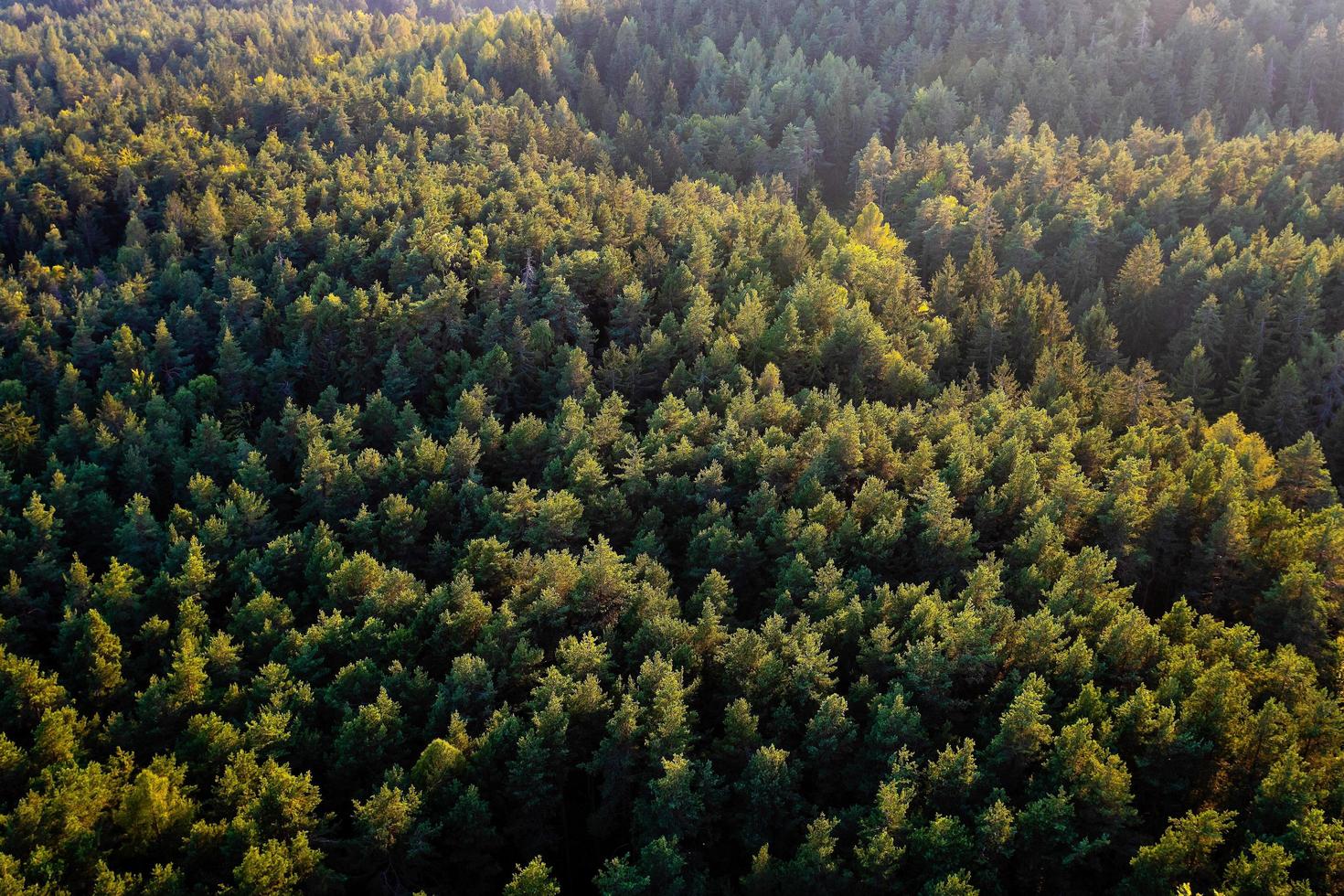 vackert panoramafoto över toppen av tallskogen foto