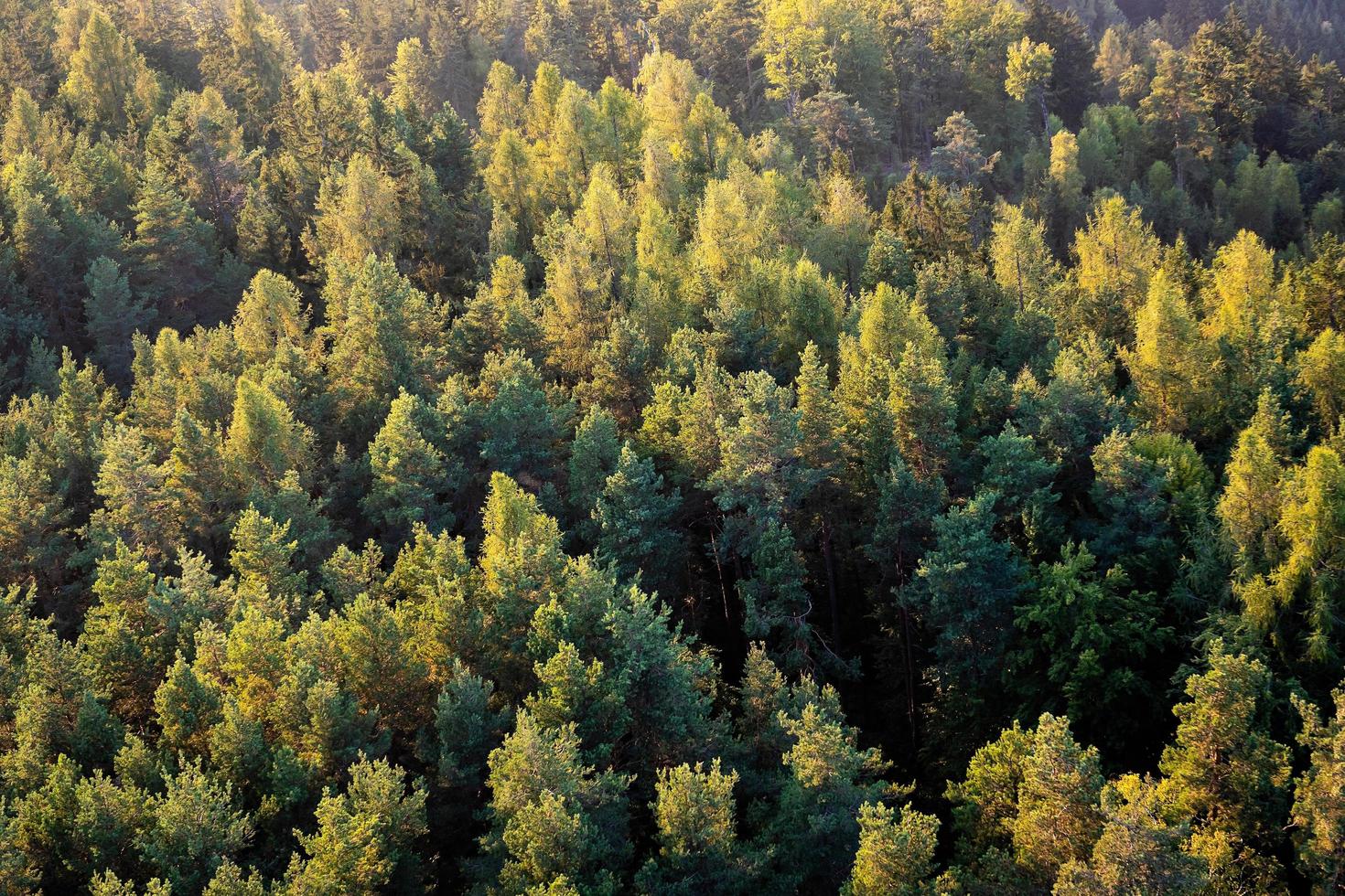 vackert panoramafoto över toppen av tallskogen foto