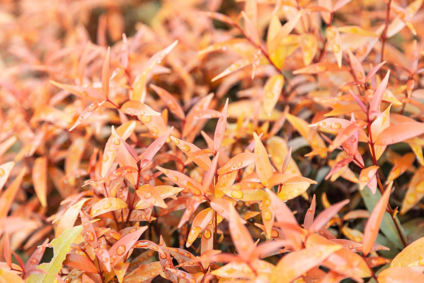 gula löv textur bakgrund med regnvatten droppar höstlöv foto