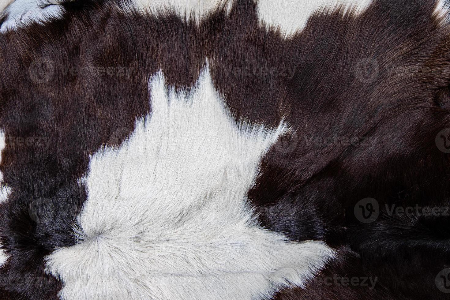 brun kohudrock med päls svartvita och bruna fläckar foto