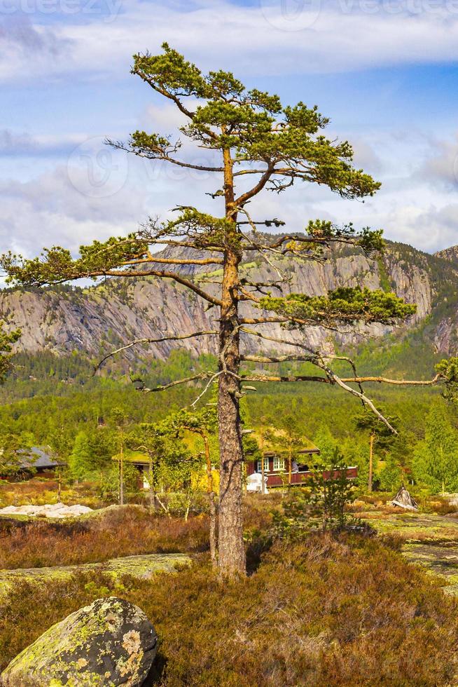 landskap vid nissedal, norge foto