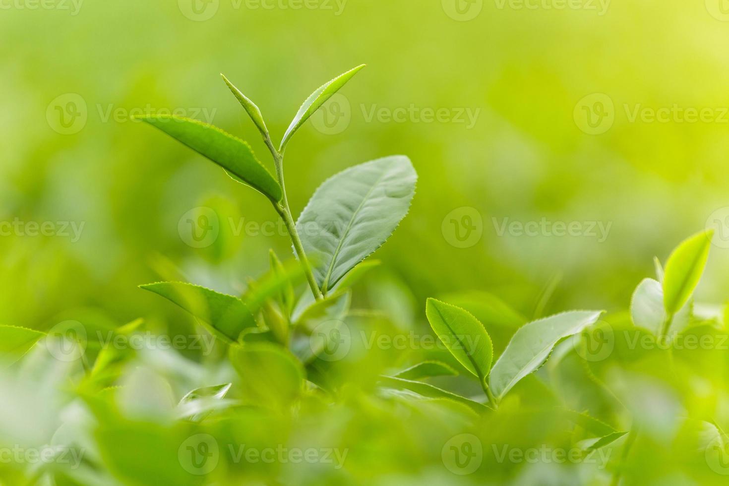 färska gröna teblad i en teplantage foto