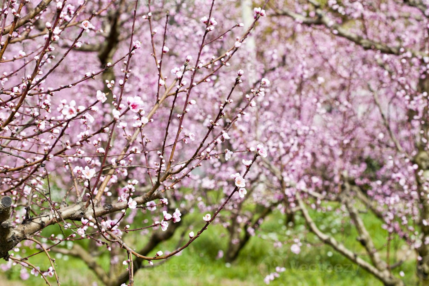 vår persikoträdgård, rosa blommor. foto