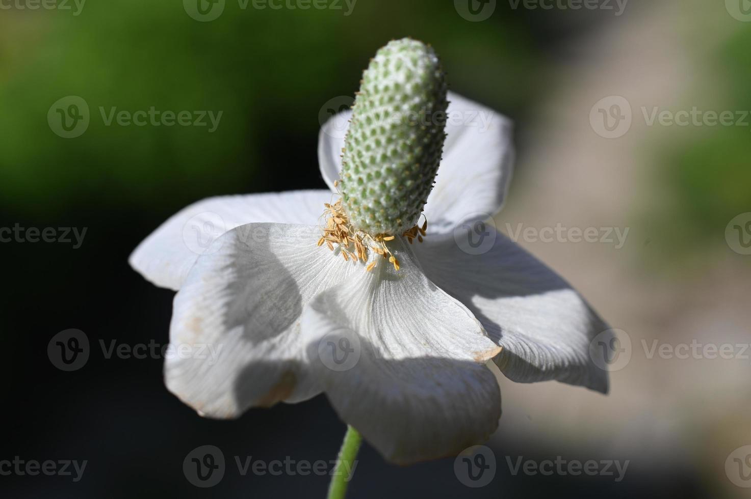 den fleråriga vita blomman slutar blomstra foto