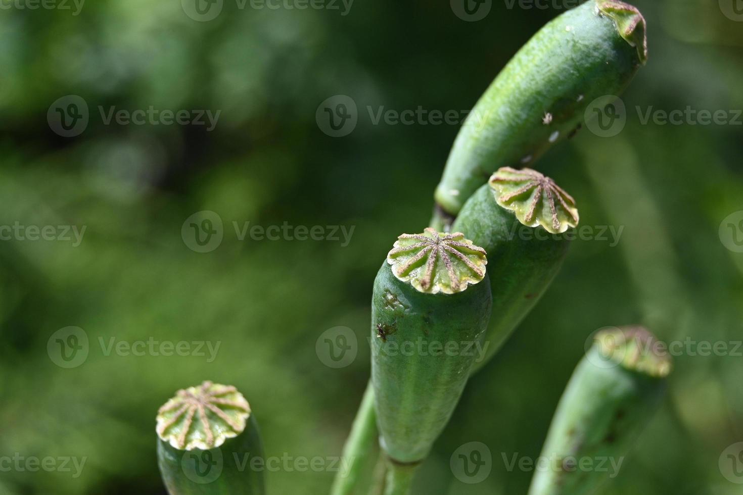 gröna testiklar av blommande vallmo foto