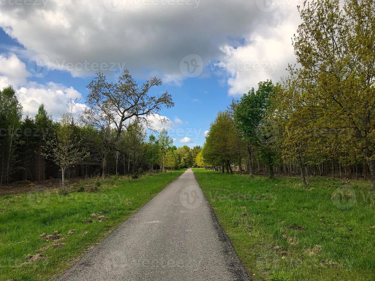 försvinnande punkt för en cykelväg mitt i en tysk skog foto