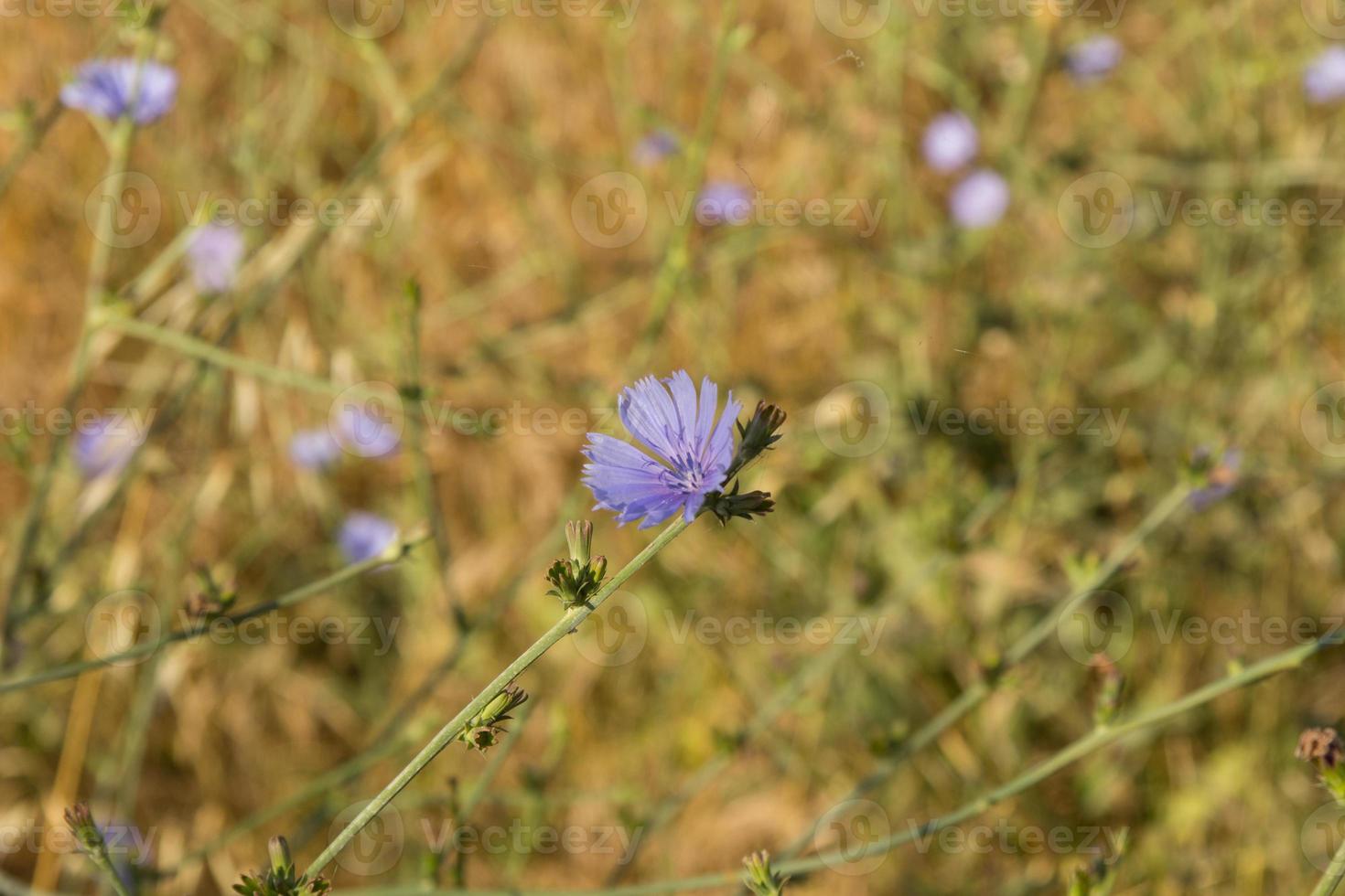 violett vildblommafjäderfoto foto