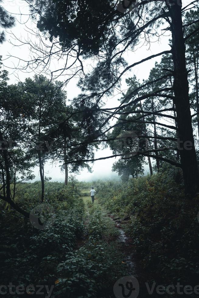 träd i dimman, vildmarkslandskapsskog med tallar foto