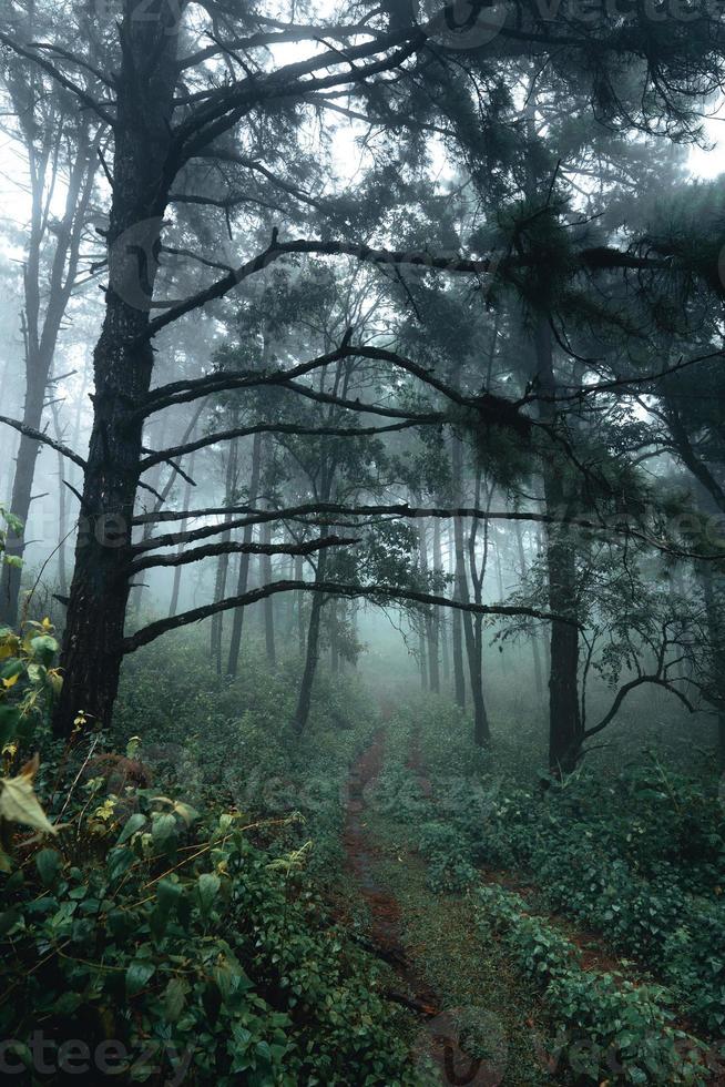 träd i dimman, vildmarkslandskapsskog med tallar foto