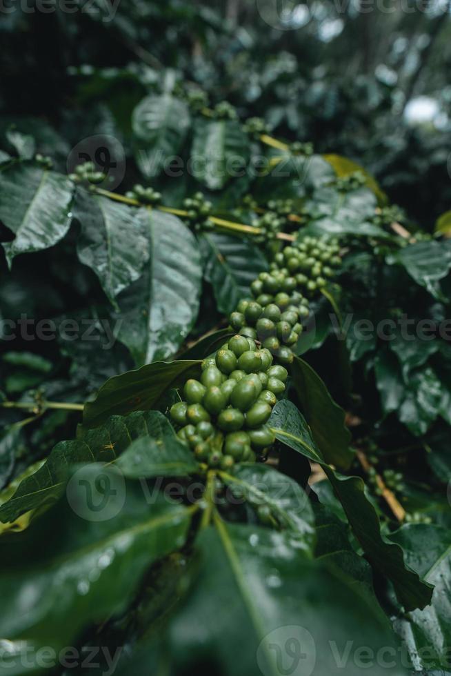kaffeplantage i tropisk skog foto