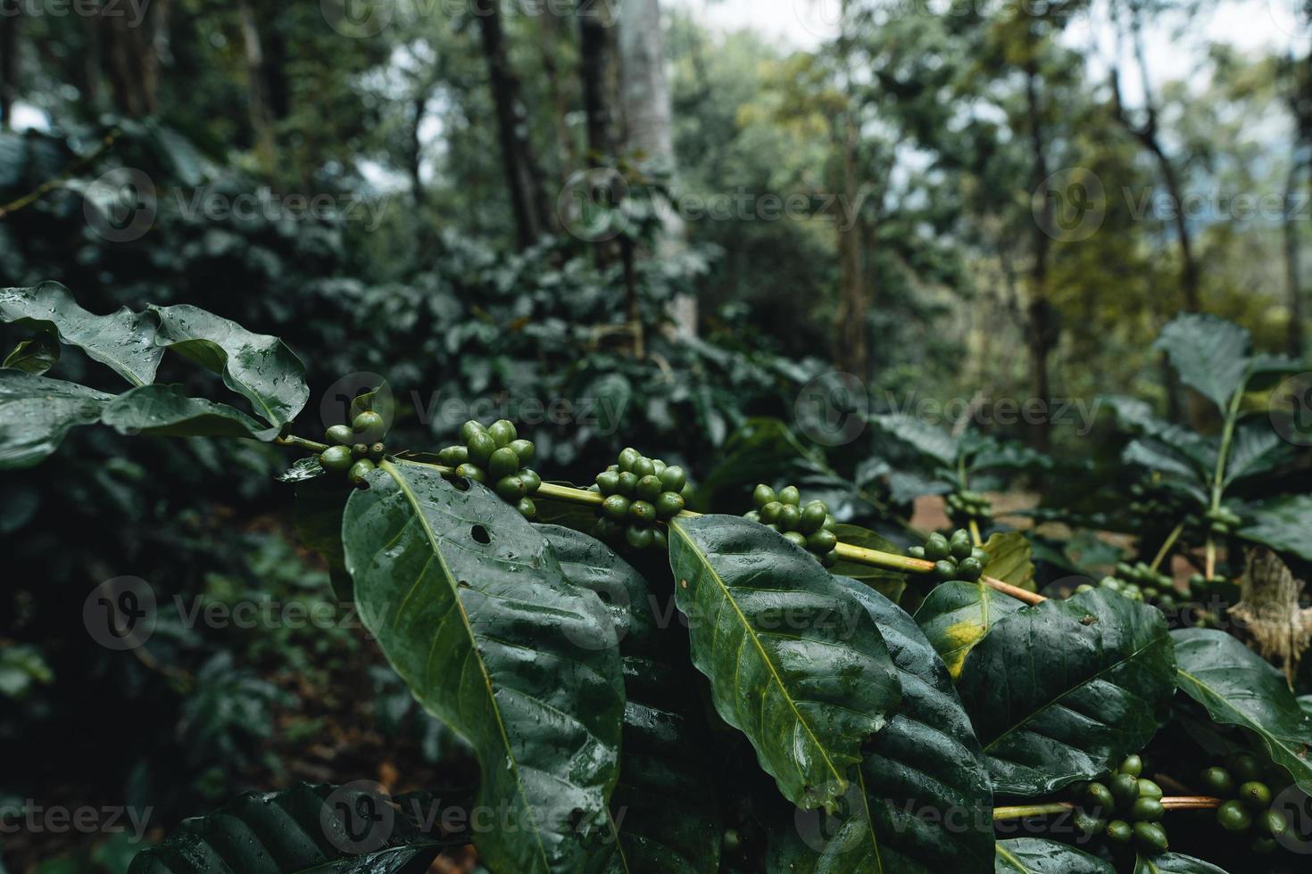 kaffeplantage i tropisk skog foto