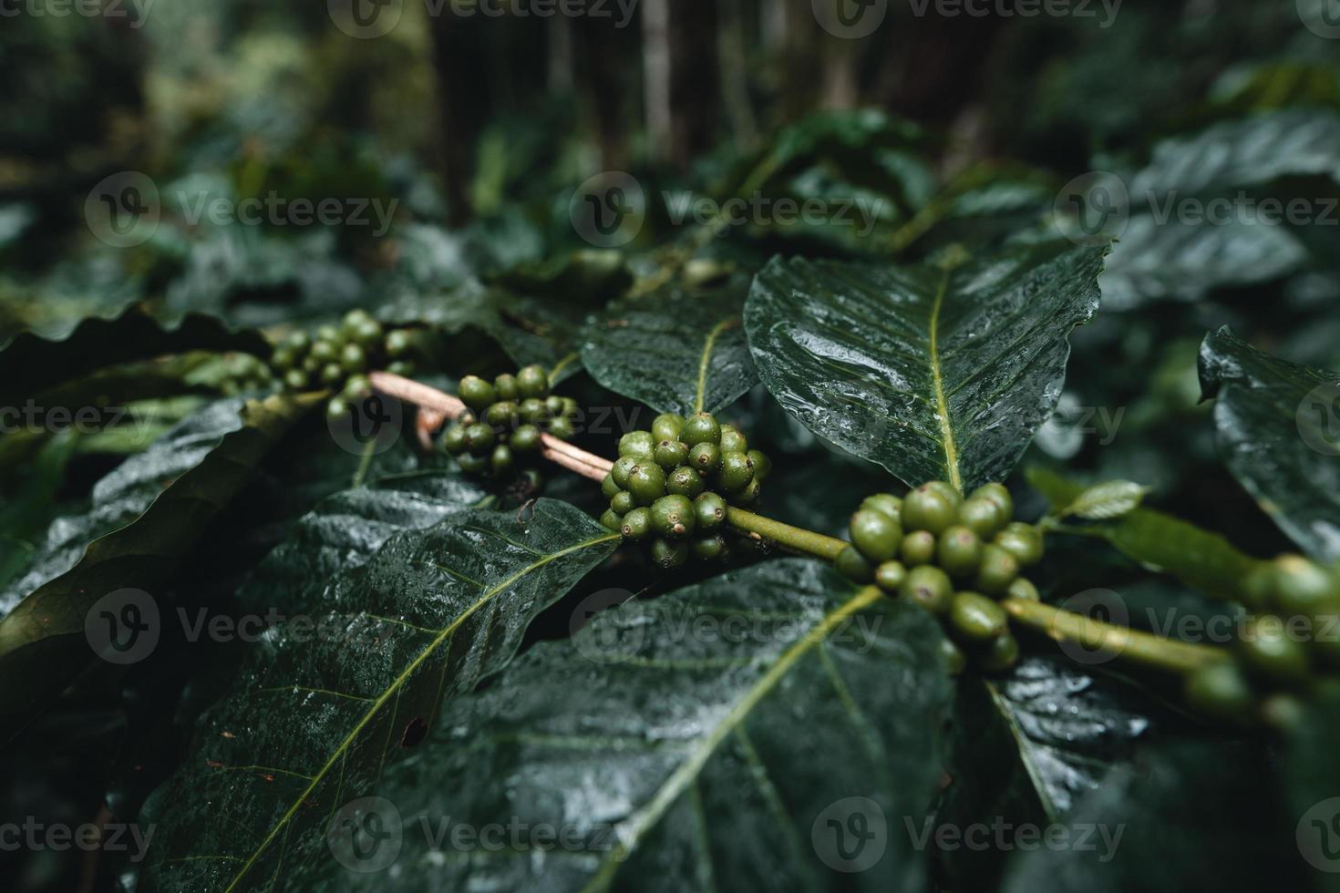 kaffeplantage i tropisk skog foto