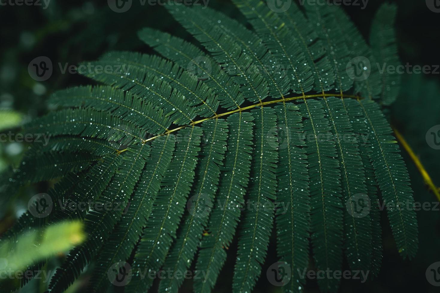 mörkgröna blad under regnperioden foto