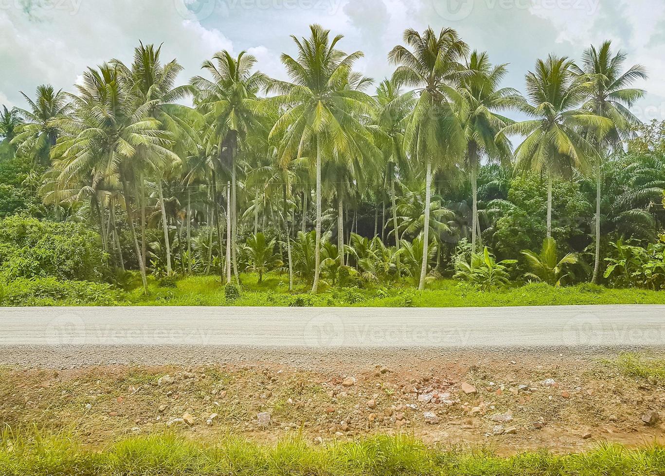 skog med palmer i surat thani, thailand foto