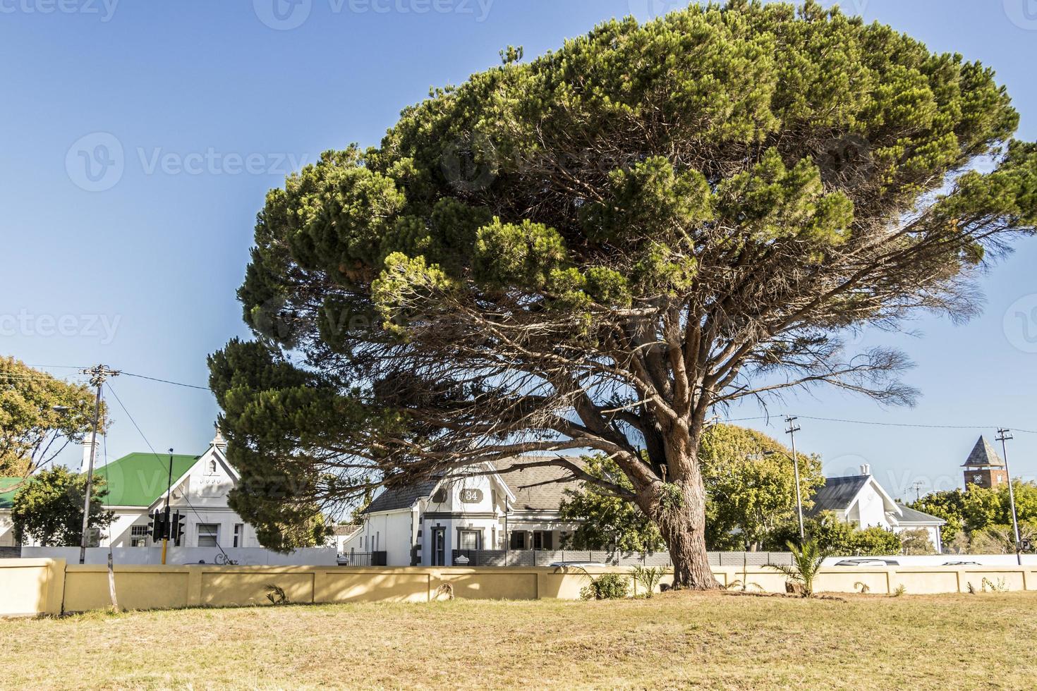 stort afrikanskt träd i Kapstaden, Sydafrika. foto