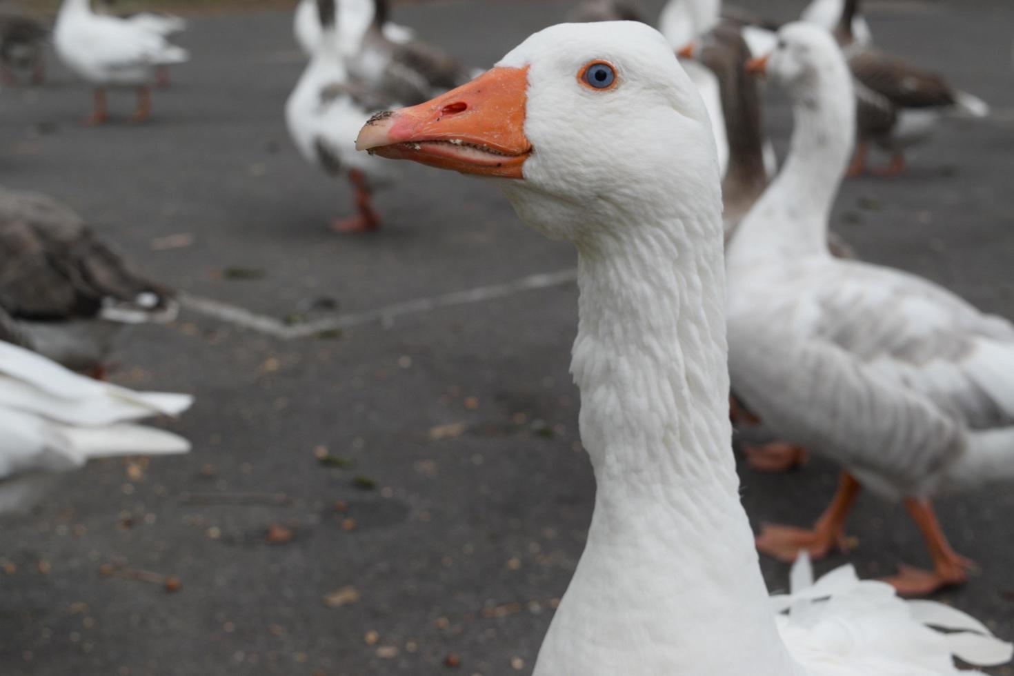 gäss nära vattnet foto