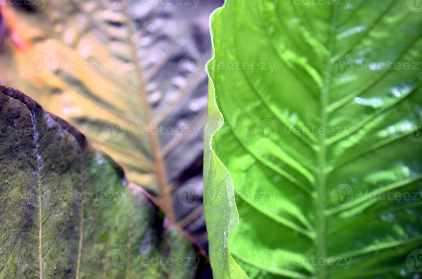 färgglada naturliga blad med stora färger grönt, silver, krom gradient abstrakt textur bakgrund. foto