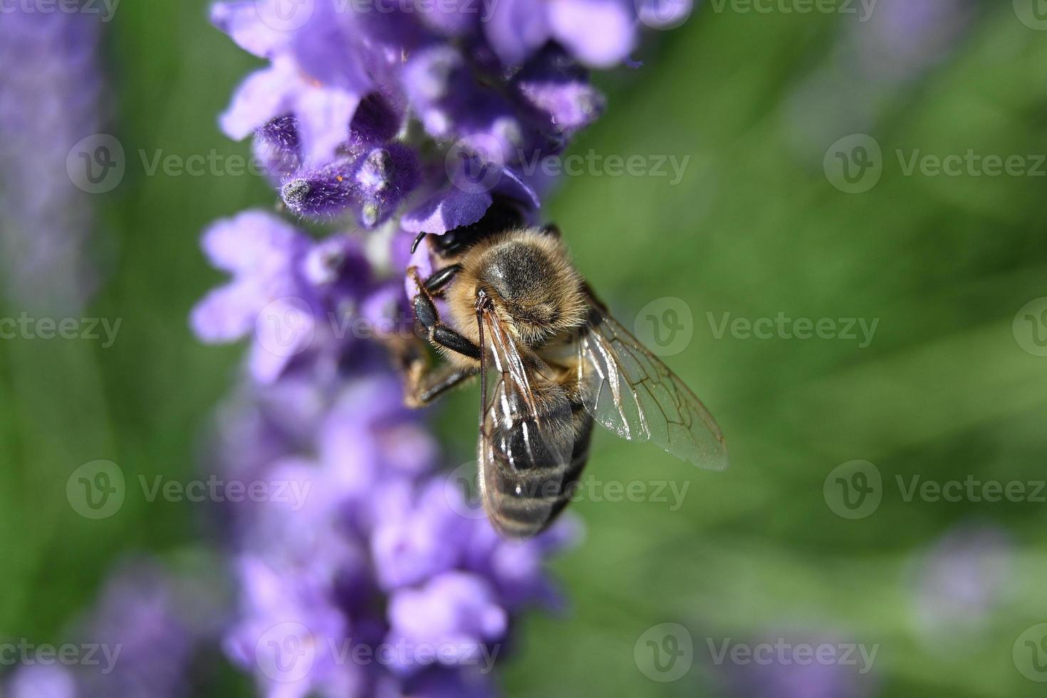 biet samlar honung på lavendelblommor foto