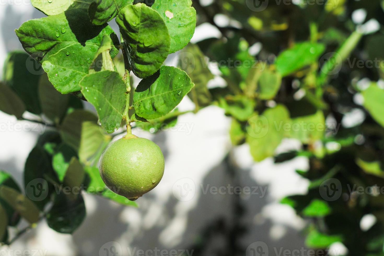 närbild citron hängande från filialen i grönsaksgården på bakgården foto