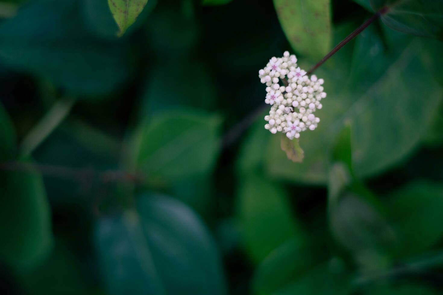 vit blommor på suddig grön blad bakgrund skön natur foto