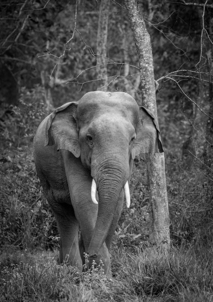 Asien elefant i thailand foto