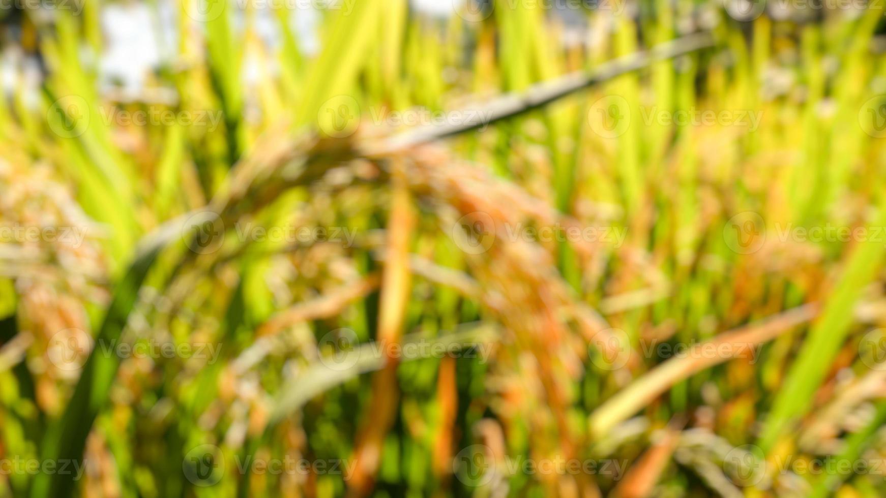 suddigt foto av risfält med ris som har blivit gult och är klart att skördas