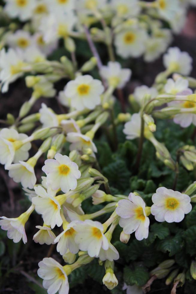 bakgrund av vita små blommor på våren eller sommaren foto