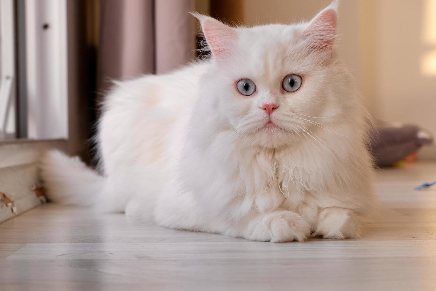 persisk docka ansikte chinchilla vit katt. fluffigt sött husdjur med blått öga foto