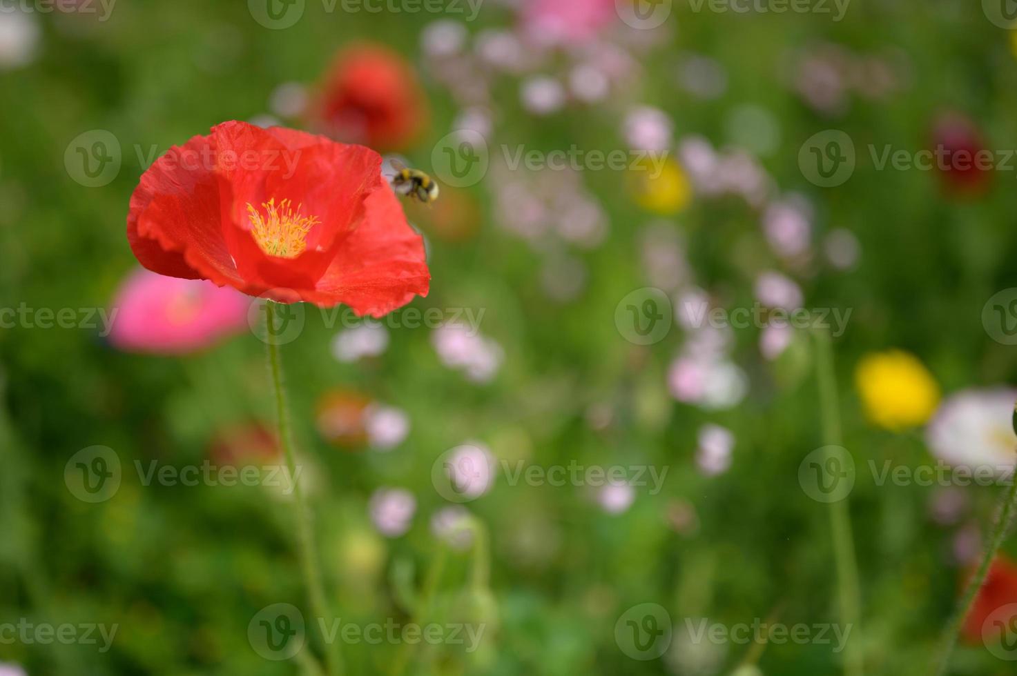 vackra vårblommor i trädgården foto