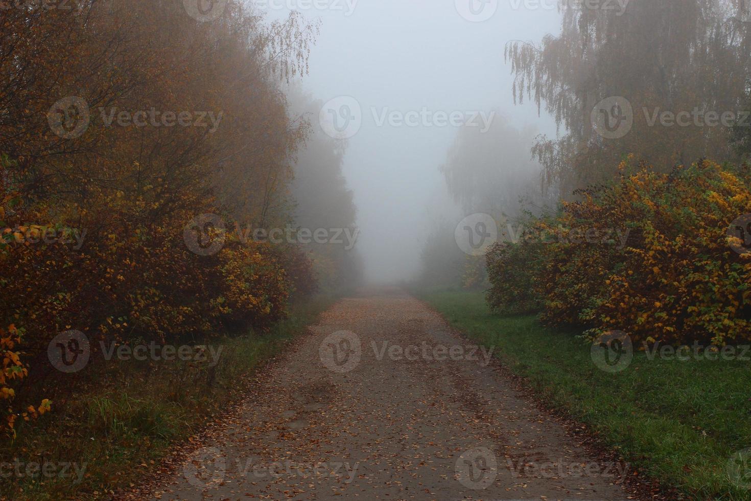 vackert höstlandskap. dimmig park. foto