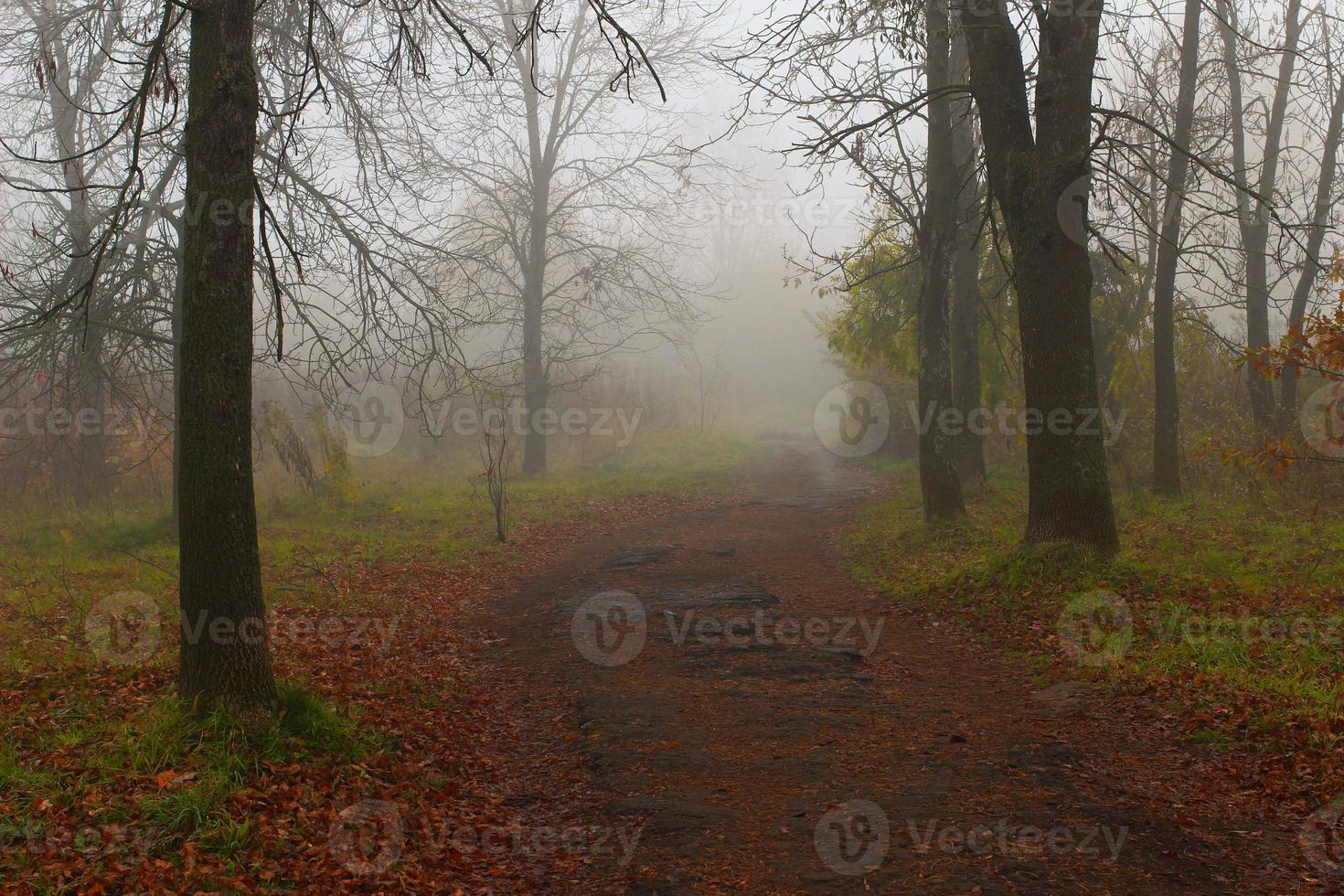 vackert höstlandskap. dimmig park. foto