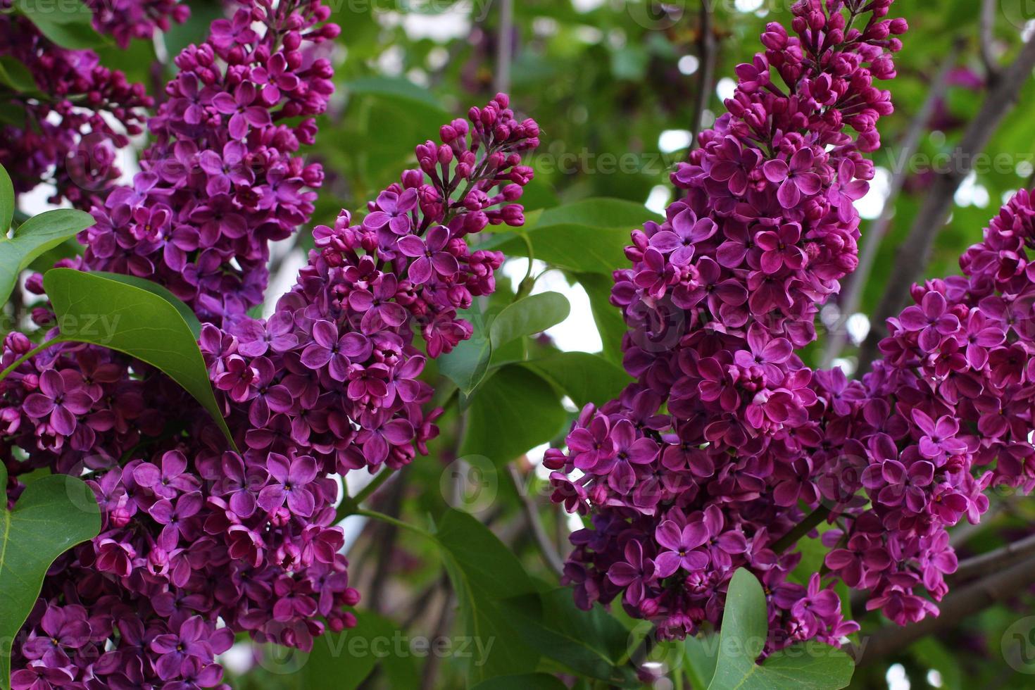 lila lila blommor. vårbuskar. foto