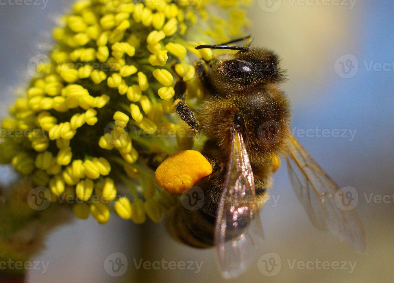 biet samlar nektar och pollen på en pil. foto