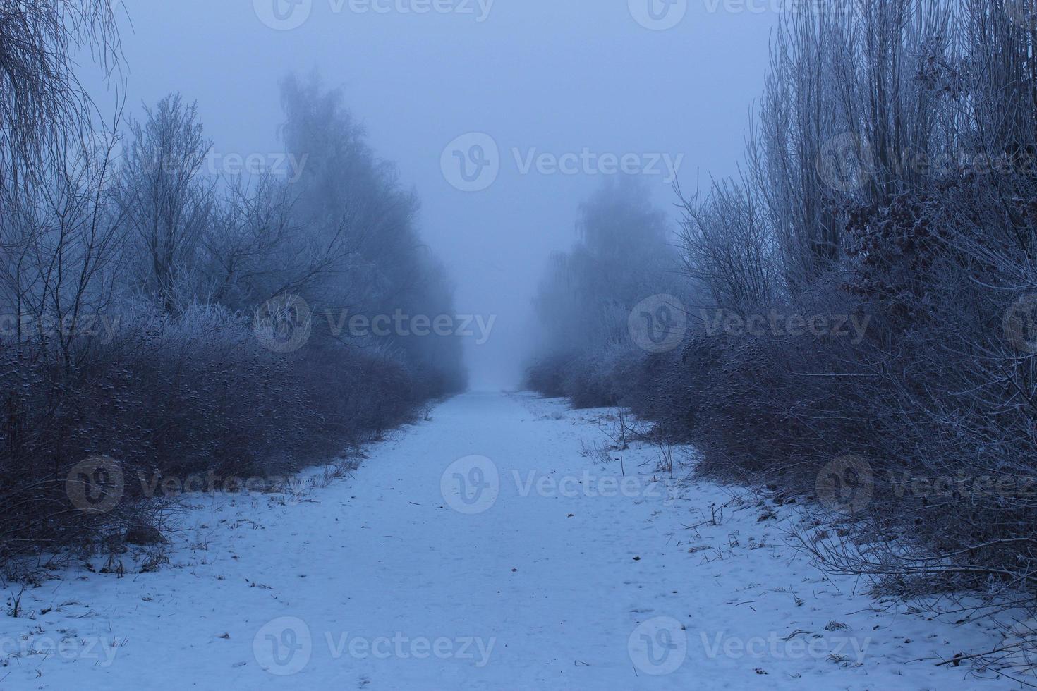 dyster vinterdag i skogen foto