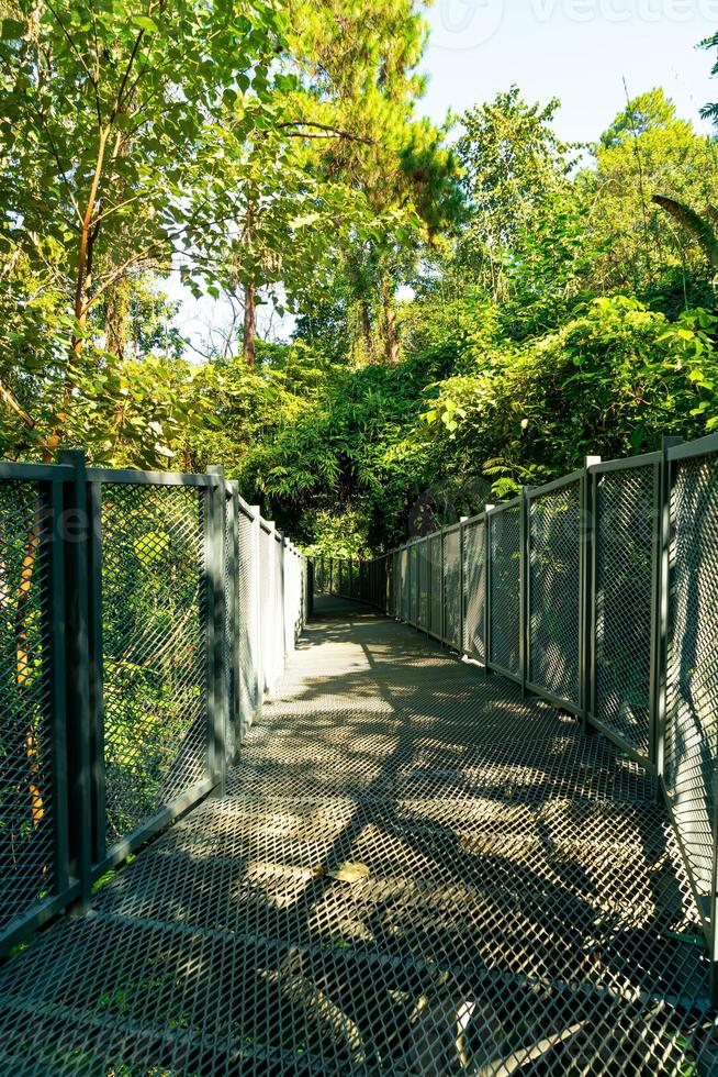 gå långt i skogen vid baldakin promenader på drottning sirikit botaniska trädgård Chiang Mai, Thailand foto