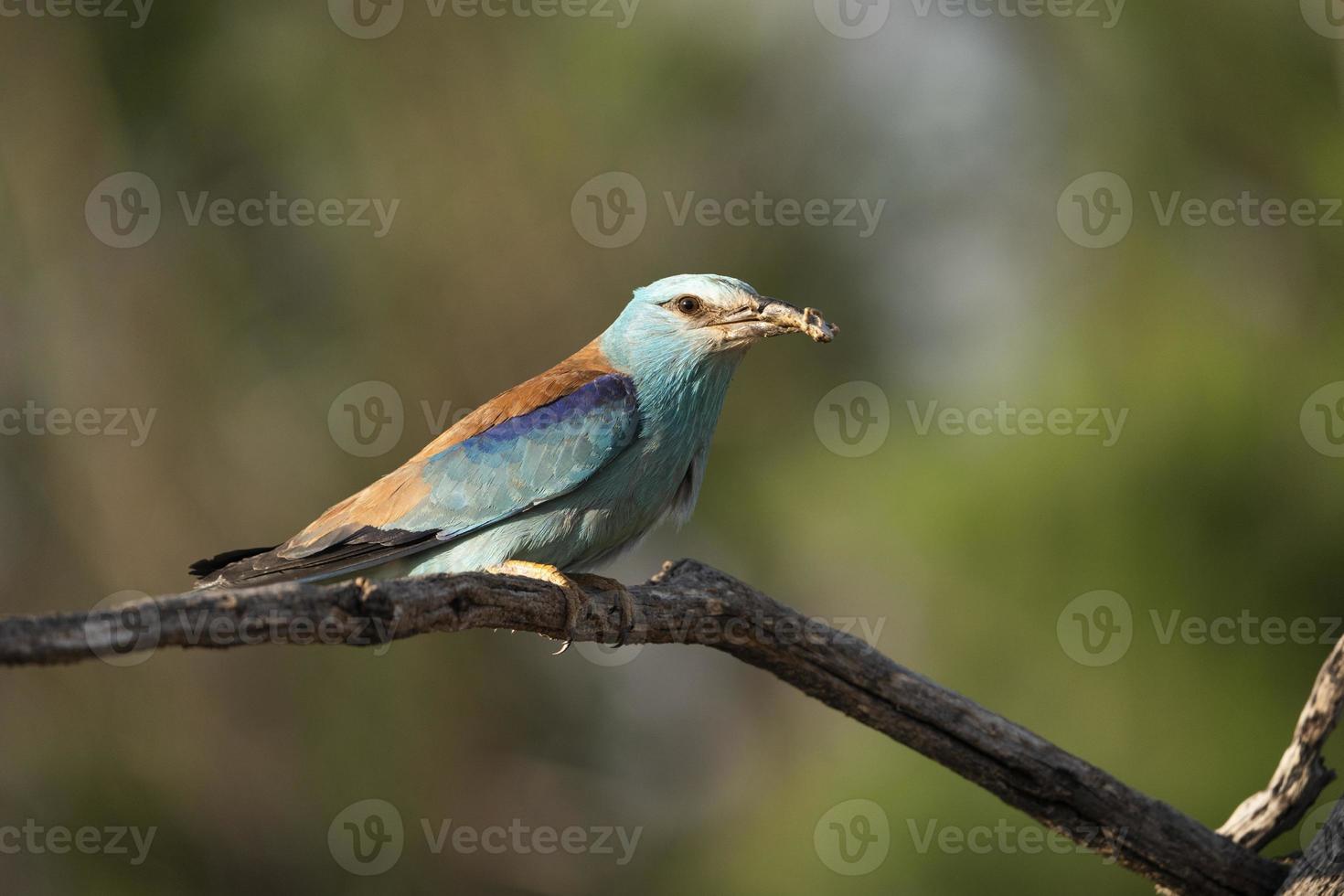 europeisk rulle, coracias garrulus foto