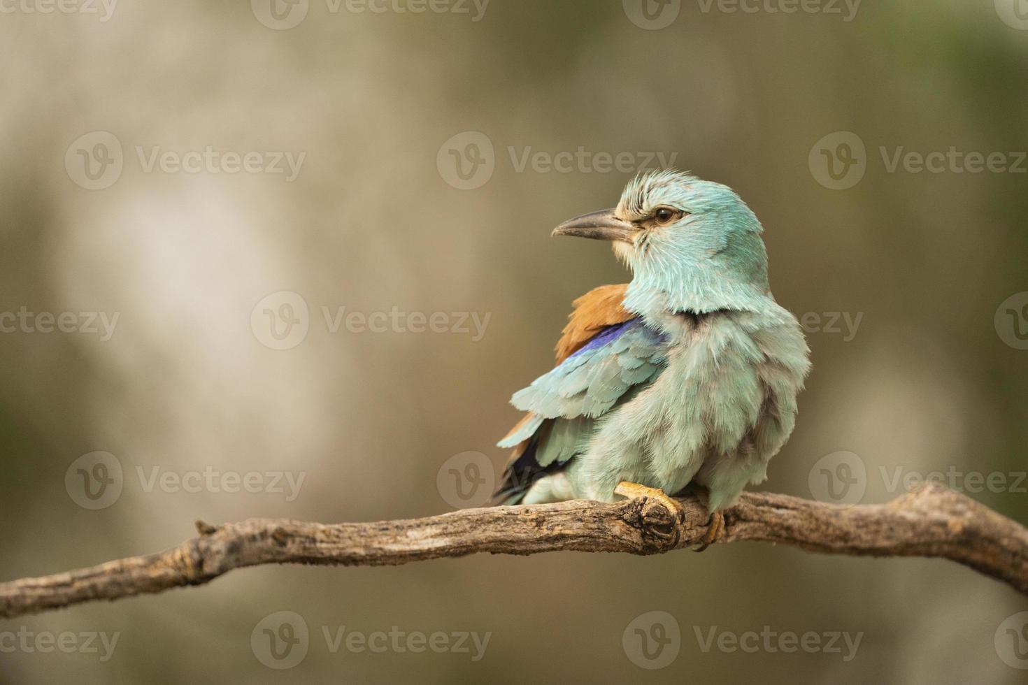 europeisk rulle, coracias garrulus foto