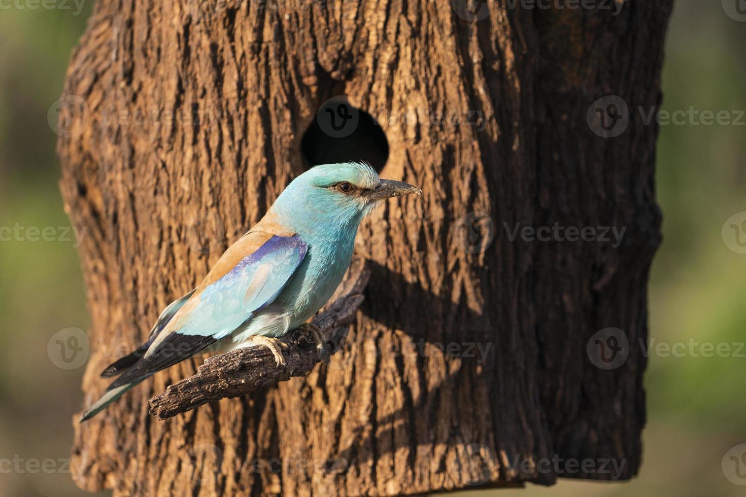 europeisk rulle, coracias garrulus foto