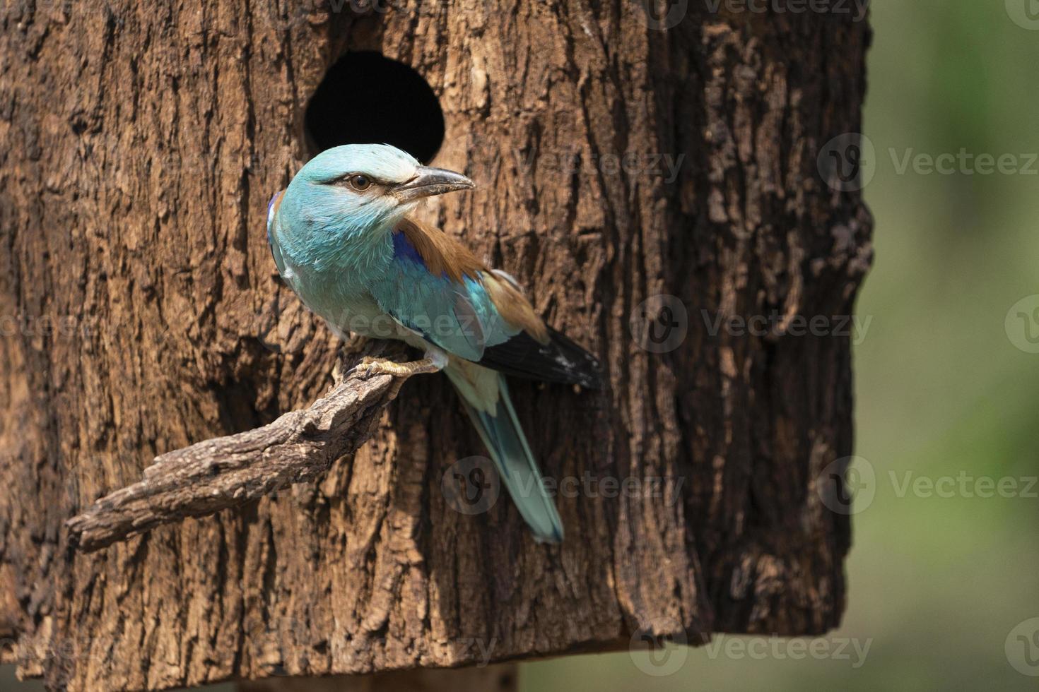 europeisk rulle, coracias garrulus foto