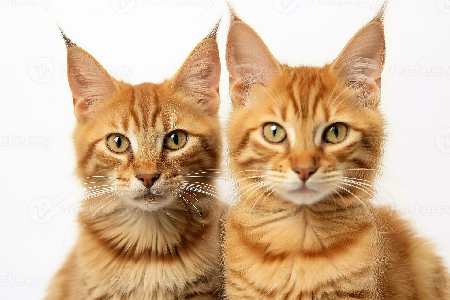 generativ ai teknologi. två röd katter. foto