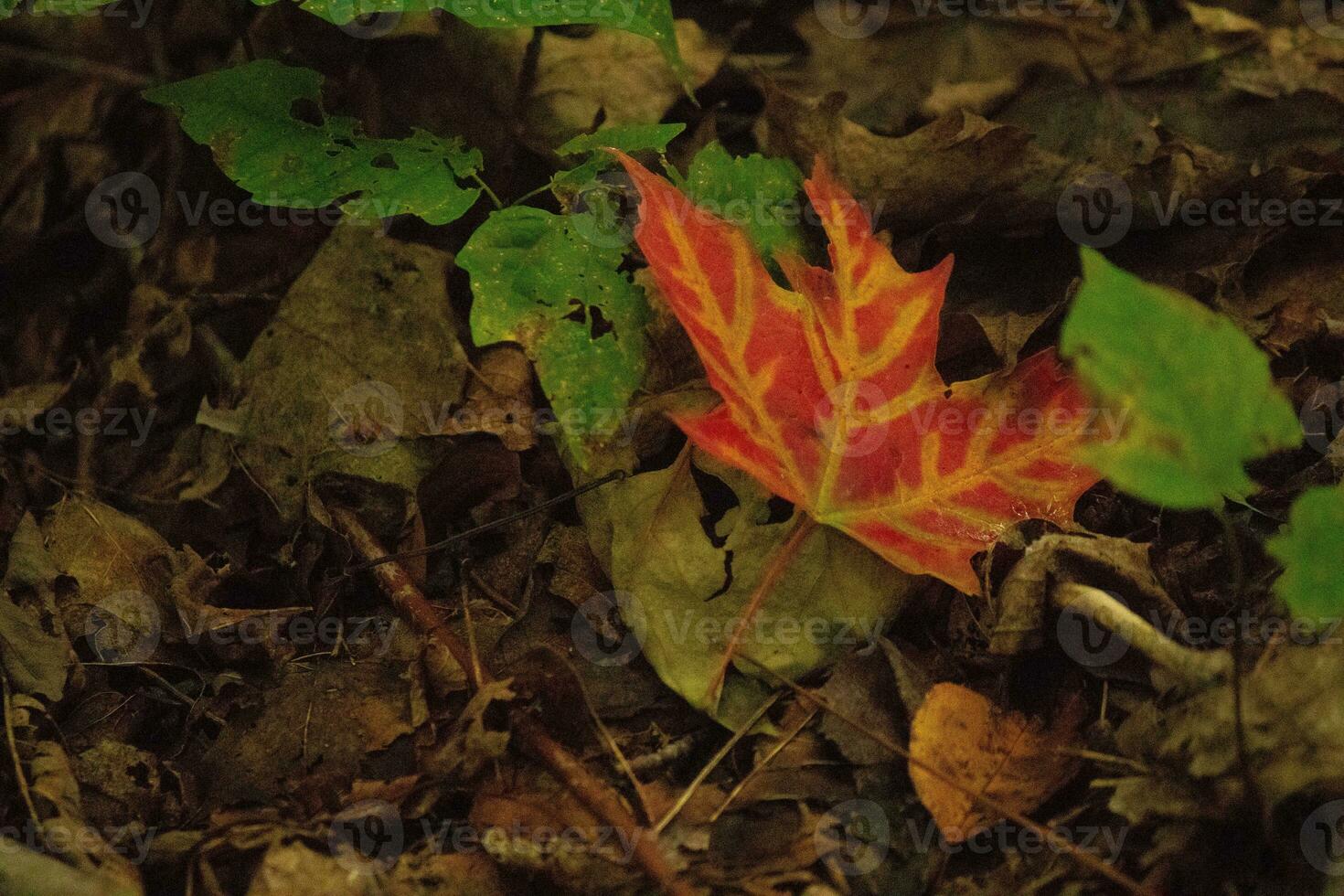 röd falla blad på skog golv foto