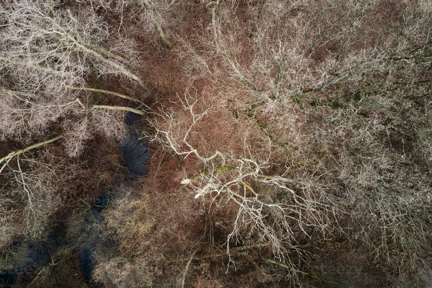 höst träd bakgrund, topp se. natur landskap foto