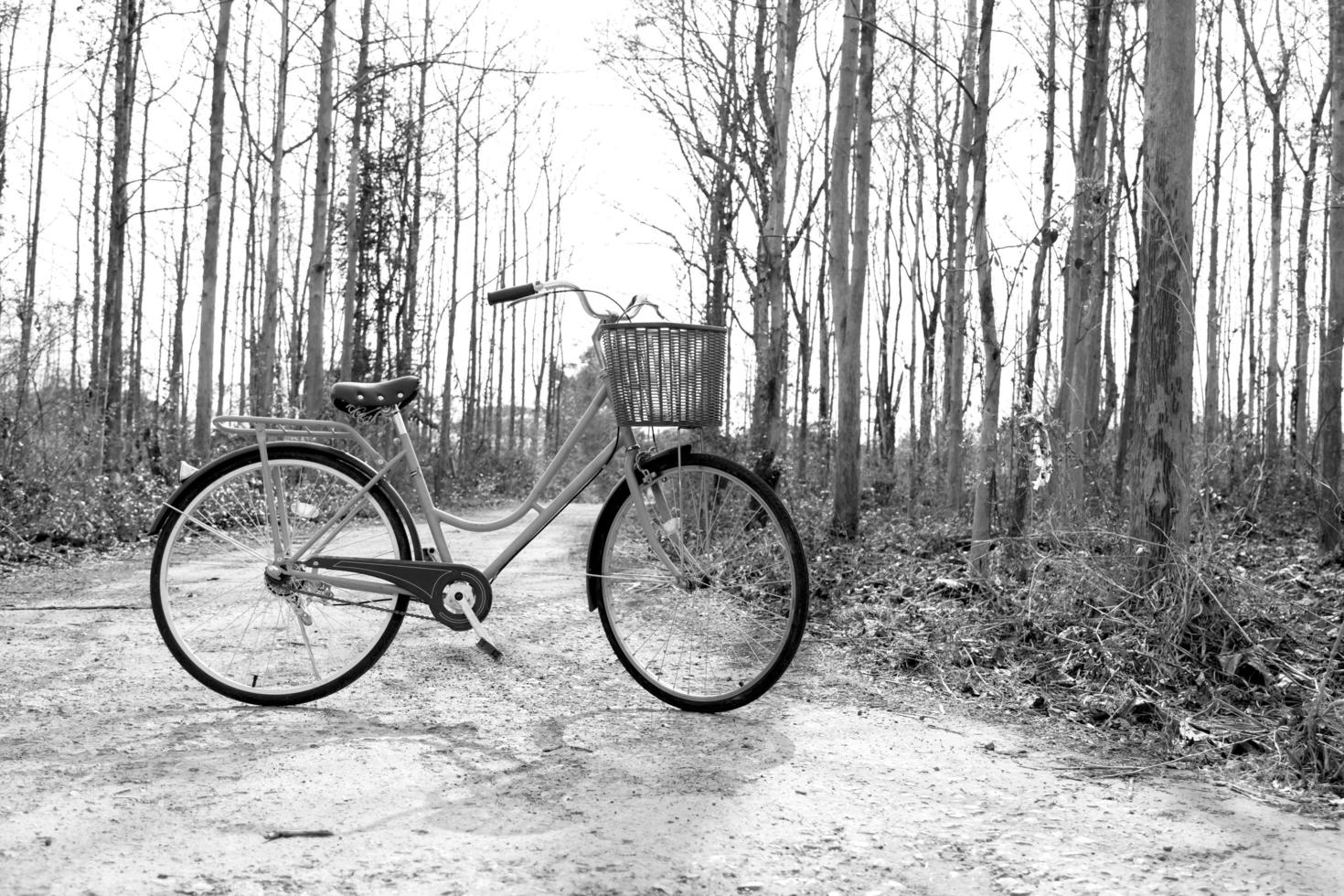 vacker vintage cykel i skogen foto